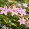 copy of Raganė ,,Ville de Lyon,, /Clematis/- C2 kont.