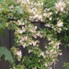 copy of Klematis, lielziedu ,,Ville de Lyon,, /Clematis/- C2 kont.