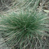 copy of Šluotsmilgė, nykštukinė  'Glaucantha' /Festuca Valesiaca/ - P9 kont.