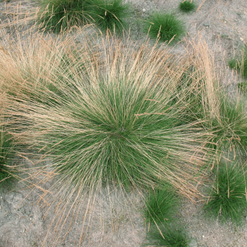 Auzene, smalklapu /Festuca...