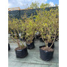Krūmmellene ,,Chandler,, /Vaccinium corymbosum/ - C15 kont.