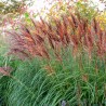 Miskante, Ķīnas 'Red Chief' /Miscanthus sin./ - C4 kont.