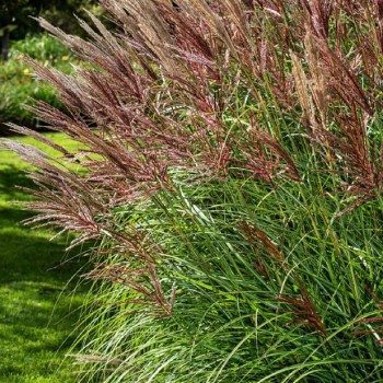 Miskante, Ķīnas 'Red Chief' /Miscanthus sin./ - C4 kont.