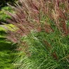 copy of Miskante, Ķīnas 'Red Chief' /Miscanthus sin./ - C2,5 kont.