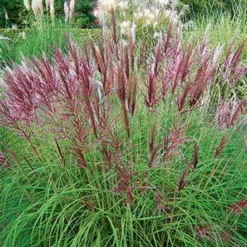 copy of Miskante, Ķīnas 'Red Chief' /Miscanthus sin./ - C2,5 kont.