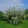 Filadelfs - jasmīns, parastais /philadelphus coronarius/ - C2,5 kont.