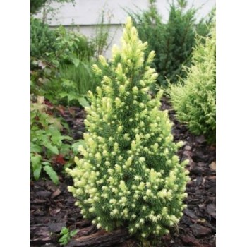 copy of Egle, Kanādas ,,Daisy,s White,, /Picea glauca/ - P14 kont.