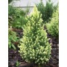 copy of Eglė, Baltoji ,,Daisy,s White,, /Picea glauca/ - P14 kont.
