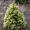 copy of Eglė, Baltoji ,,Daisy,s White,, /Picea glauca/ - P14 kont.