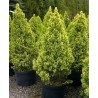 copy of Eglė, Baltoji ,,Daisy,s White,, /Picea glauca/ - P14 kont.