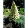 Egle, Kanādas ,,Daisy,s White,, /Picea glauca/ - C2 kont.
