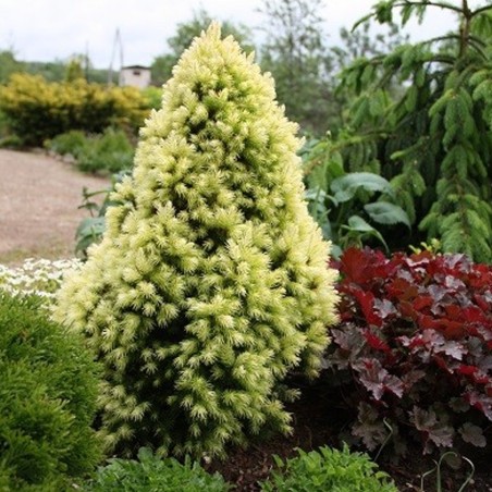 Egle, Kanādas ,,Daisy,s White,, /Picea glauca/ - C2 kont.
