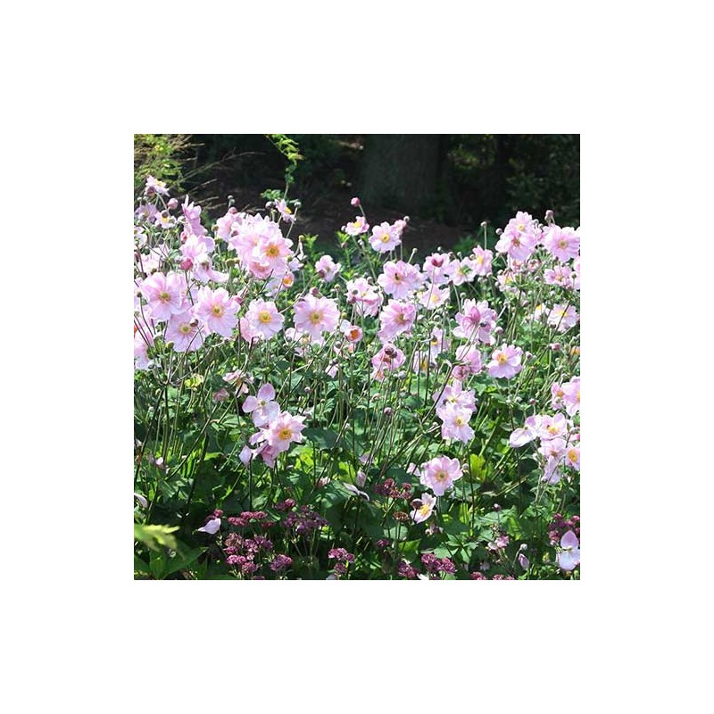 Anemone 'Konigin Charlotte' (“Queen Charlotte”) /Anemone hybrida/ - C1 kont.