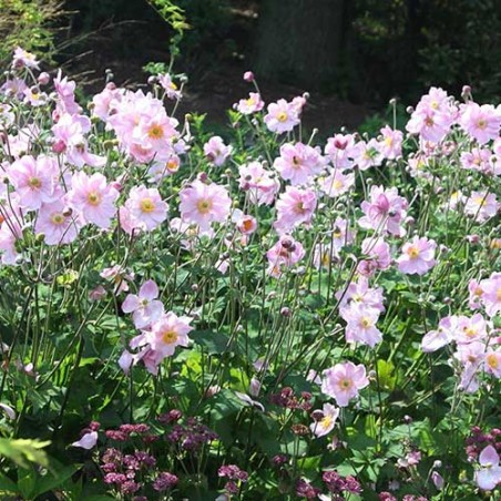 Anemone 'Konigin Charlotte' (“Queen Charlotte”) /Anemone hybrida/ - C1 kont.