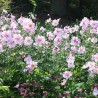 Anemone 'Konigin Charlotte' (“Queen Charlotte”) /Anemone hybrida/ - C1 kont.