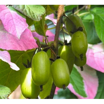 copy of Aktinidija, Mandžiūrinė (vyriškas augalas) /actinidia kolomikta/ - P9 kont.