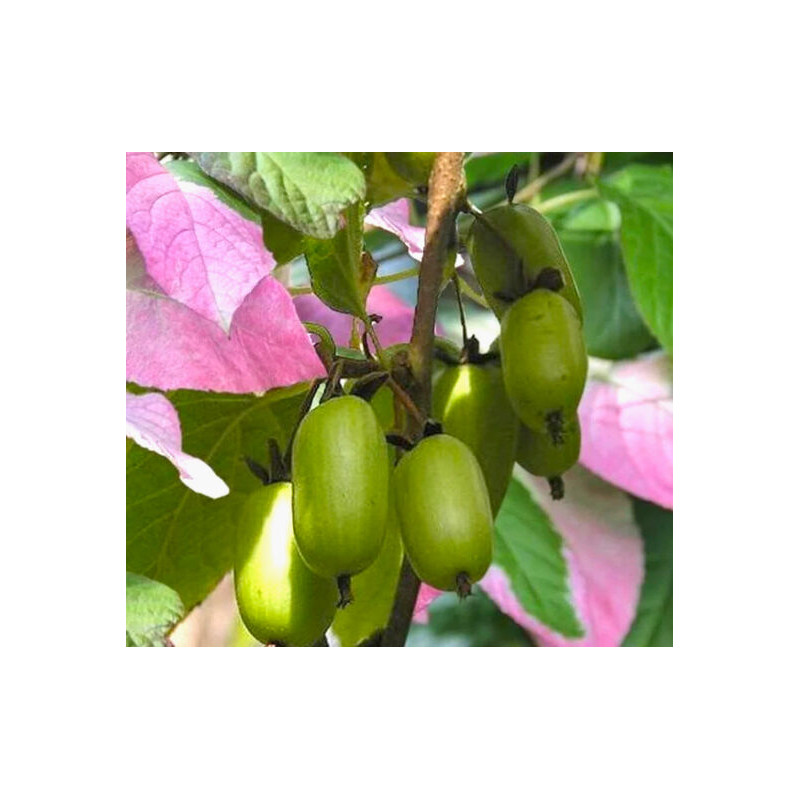 copy of Aktinīdija, Mandžūrijas (kivi) (vīr.) /actinidia kolomikta/ - P9 kont.