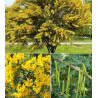 Karagāna, kokveida /caragana aborescens/ -