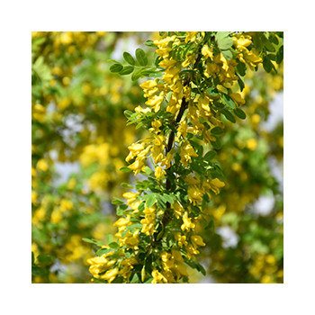 Karagāna, kokveida /caragana aborescens/ -