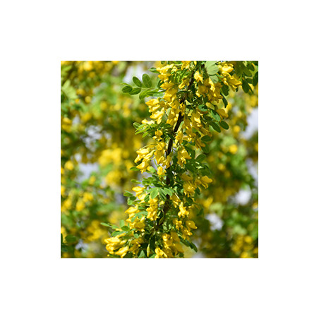 Karagāna, kokveida /caragana aborescens/ -