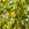 Karagāna, kokveida /caragana aborescens/ -
