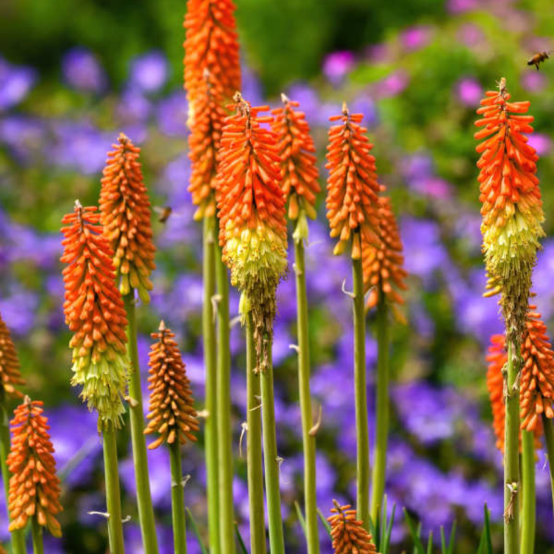 Knifofija 'Royal Castle' /kniphofia/ - P9 kont.