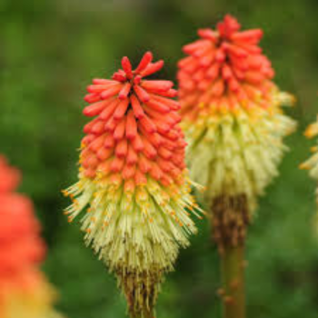 Knifofija 'Royal Castle' /kniphofia/ - P9 kont.