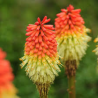Knifofija 'Royal Castle' /kniphofia/ - P9 kont.