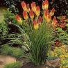 Knifofija 'Royal Castle' /kniphofia/ - P9 kont.