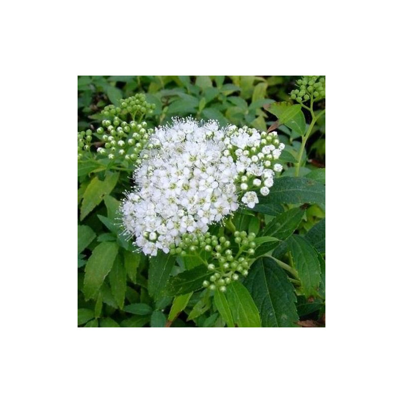 Spireja, Japānas 'Albiflora' /Spiraea japonica/- C1,5 kont.