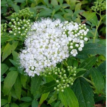 copy of Lanksva, japoninė 'Darts Red' /Spiraea japonica/- P9 kont.