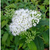Spireja, Japānas 'Albiflora' /Spiraea japonica/- C1,5 kont.