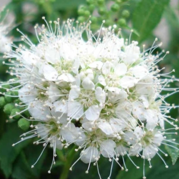 Spireja, Japānas 'Albiflora' /Spiraea japonica/- C1,5 kont.
