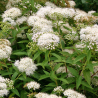 Spireja, Japānas 'Albiflora' /Spiraea japonica/- C1,5 kont.
