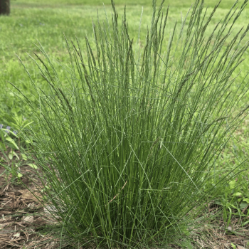 Auzene, smalklapu /Festuca...