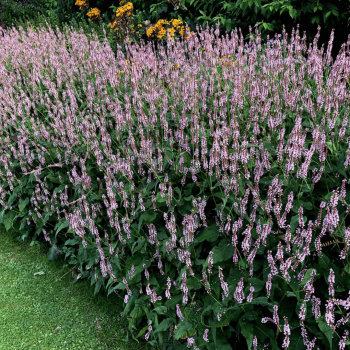 Sūrene, svečveida 'Rosea' /persicaria amplex./ - C1 kont.