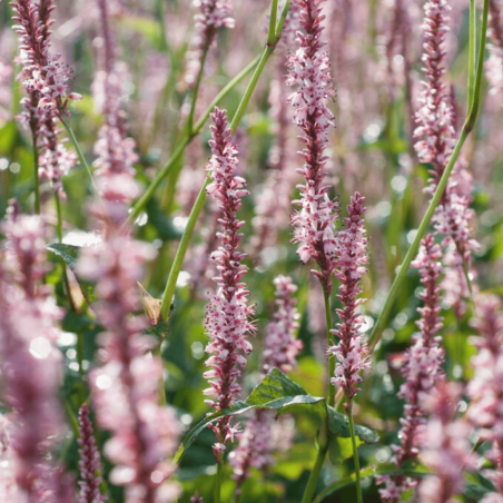 Sūrene, svečveida 'Rosea' /persicaria amplex./ - C1 kont.