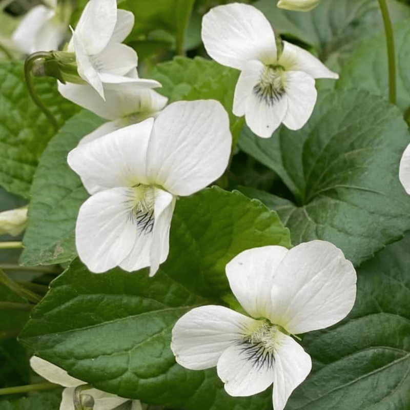 Vijolīte, tauriņziedu 'Albiflora' /viola sororia/ - C1 kont.