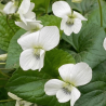 Vijolīte, tauriņziedu 'Albiflora' /viola sororia/ - C1 kont.