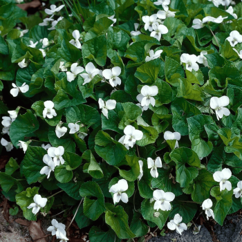Vijolīte, tauriņziedu 'Albiflora' /viola sororia/ - C1 kont.