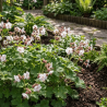 Gandrene, lielsakņu 'Spessart' /geranium macr./ - C2,5 kont.
