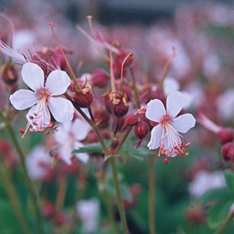 copy of Vijolīte, tauriņziedu 'Albiflora' /viola sororia/ - C1 kont.