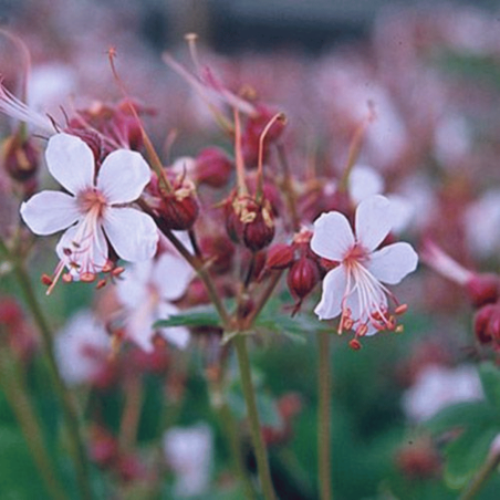 Gandrene, lielsakņu 'Spessart' /geranium macr./ - C2,5 kont.