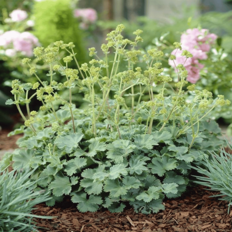 Rasaskrēsliņš, sarkankātu /Alchemilla erythropoda / - C1 kont.