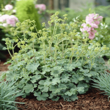 copy of Rasakila, minkštoji /Alchemilla mollis/ - P9 kont.