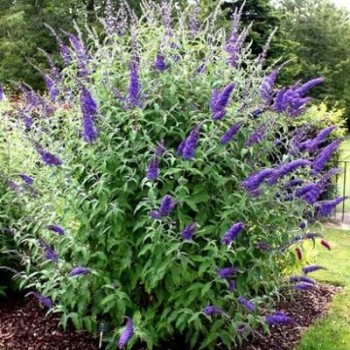 copy of Budlėja, Dovydo 'Empire Blue'  /Buddleja davidii/- P9 kont.