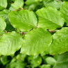 Dizškabārdis, Eiropas  /fagus sylvatica/ - 60-70cm.