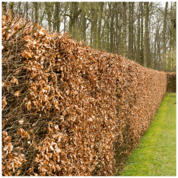 Dizškabārdis, Eiropas  /fagus sylvatica/ - 60-70cm.