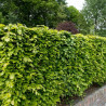 Dizškabārdis, Eiropas  /fagus sylvatica/ - 60-70cm.