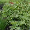 Rodžersija, plūksnainā 'Elegans' /rodgersia pinnata/ - C1 kont.